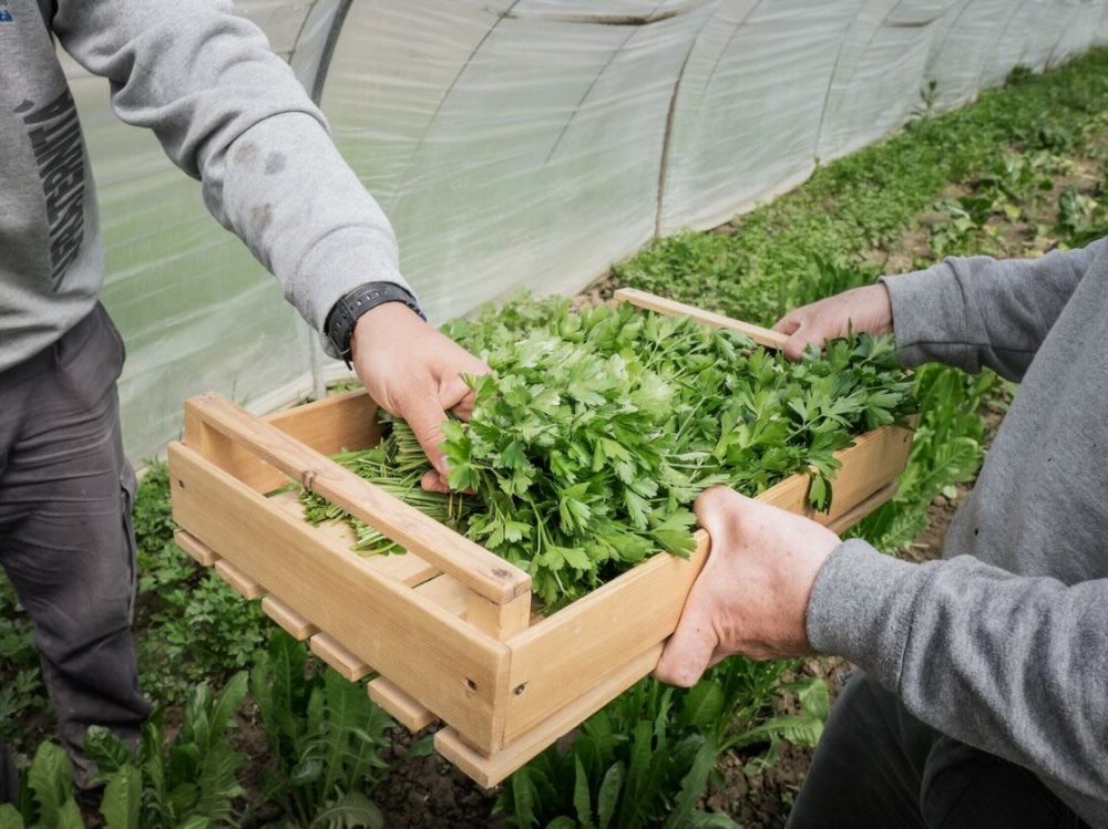 Servizio Civile Agricolo: facciamo chiarezza